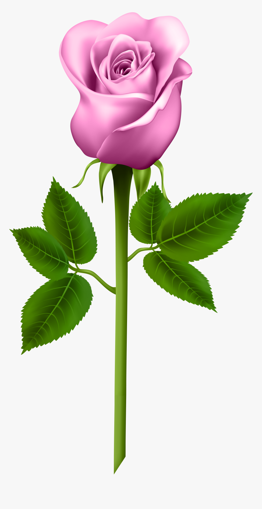 Rose Flower Good Morning Images Hd New - Roberto Blog
