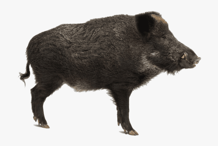 Wild Boar Png, Transparent Png, Free Download