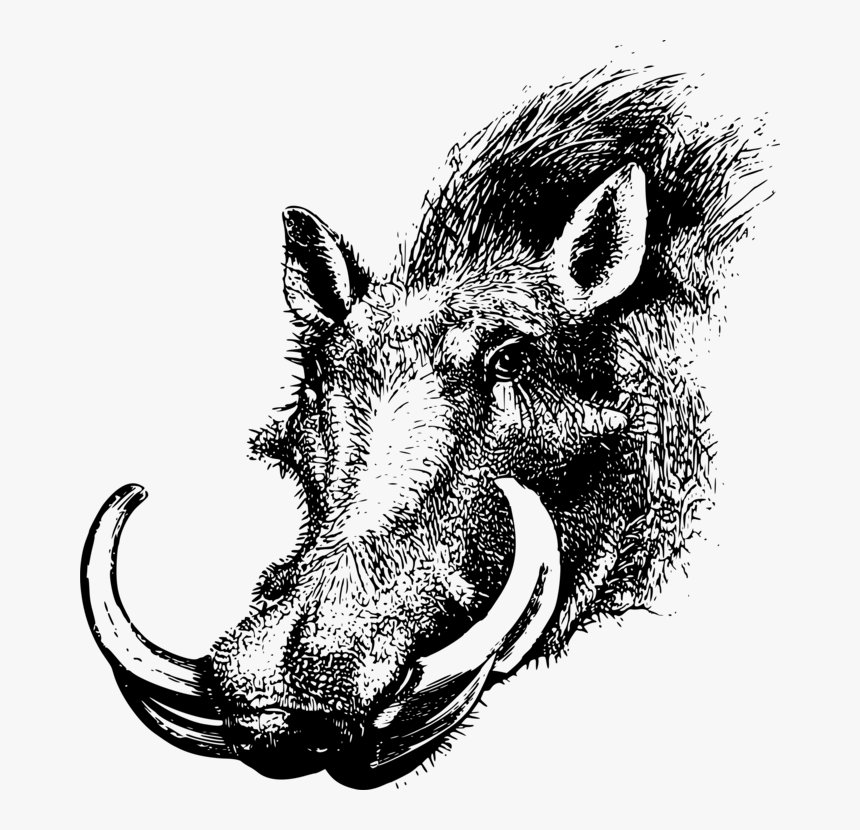 wild hog head drawings