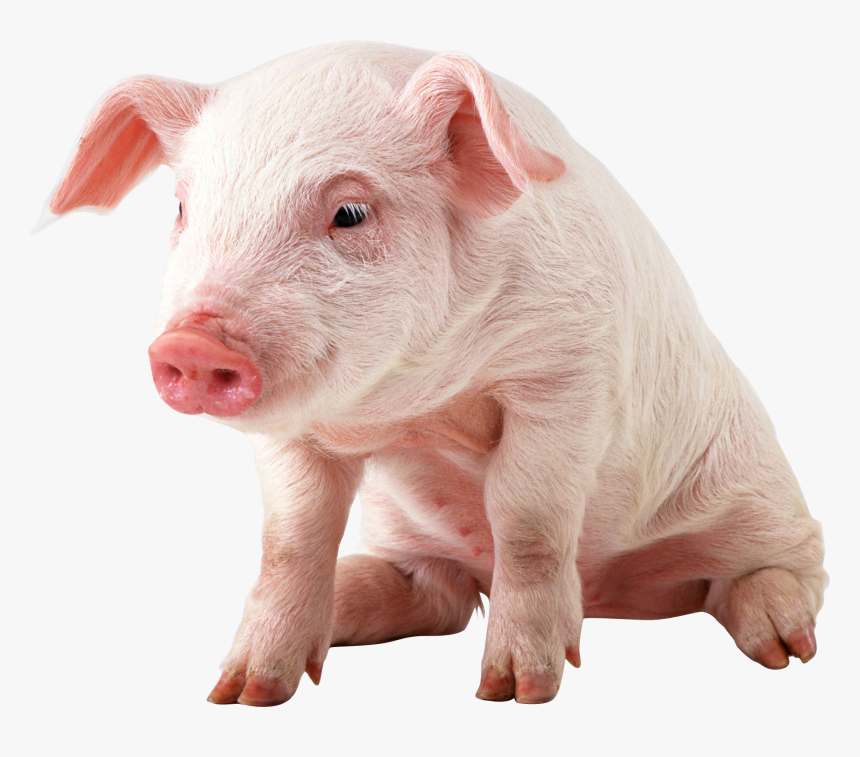 Pig Png, Transparent Png, Free Download