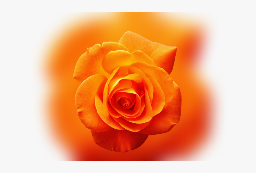 Color Palette Ideas From Orange Rose Flower Image - Eukarya And Kingdom Plantae, HD Png Download, Free Download