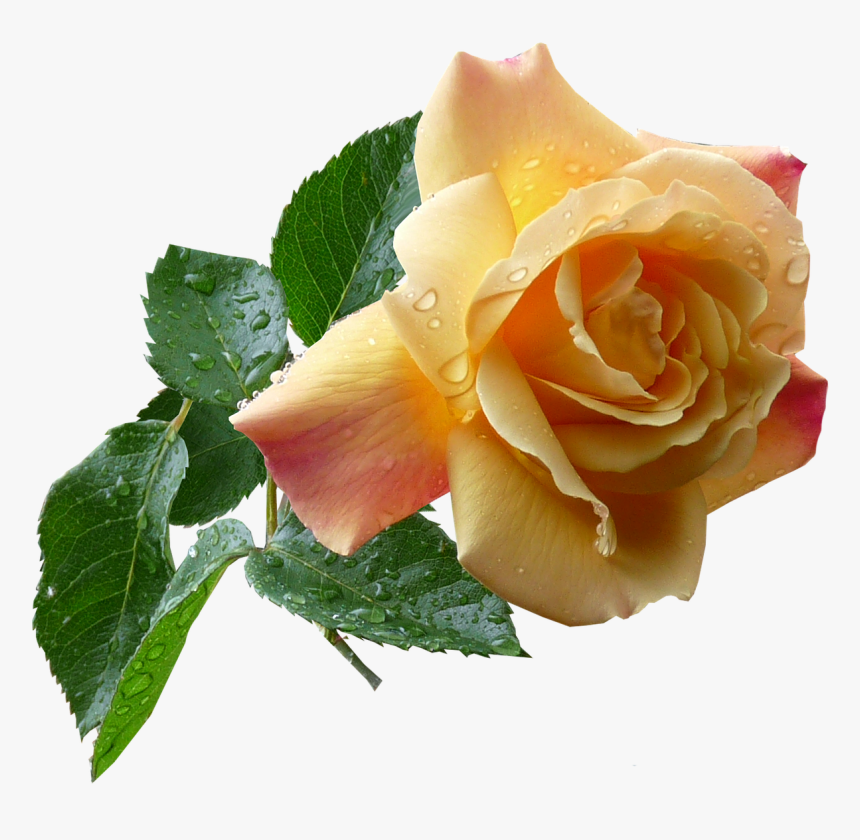 Rose, HD Png Download, Free Download