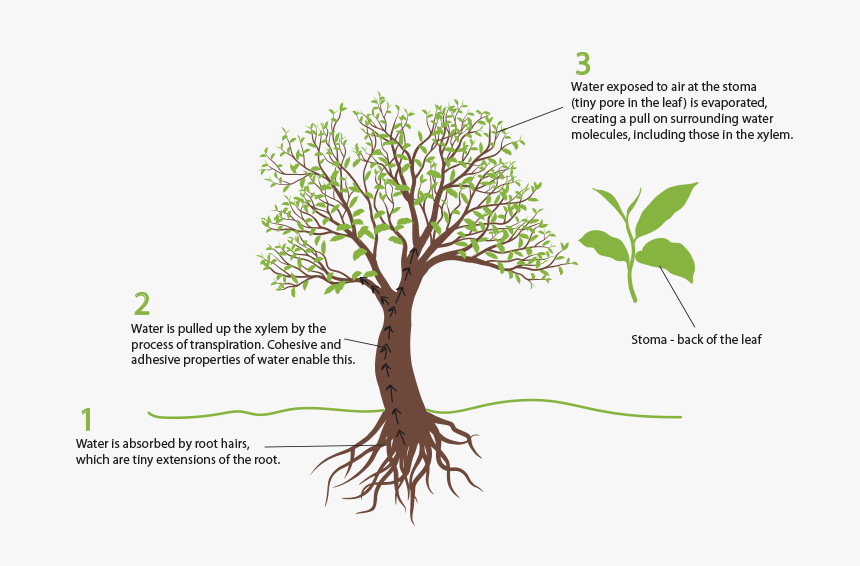 Root, HD Png Download, Free Download