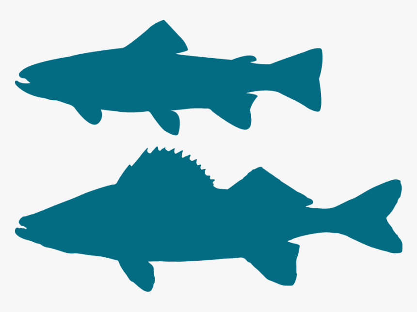 Fish Picture - Blue Fish Silhouette Png, Transparent Png, Free Download