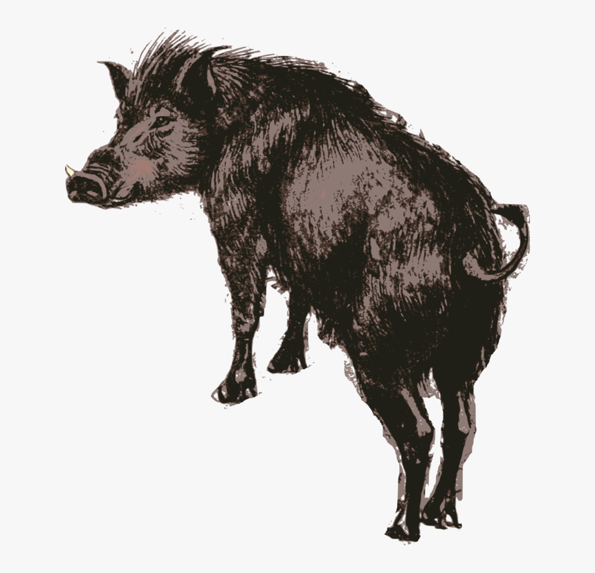 Wildlife,suidae,peccary - Domestic Pig, HD Png Download, Free Download