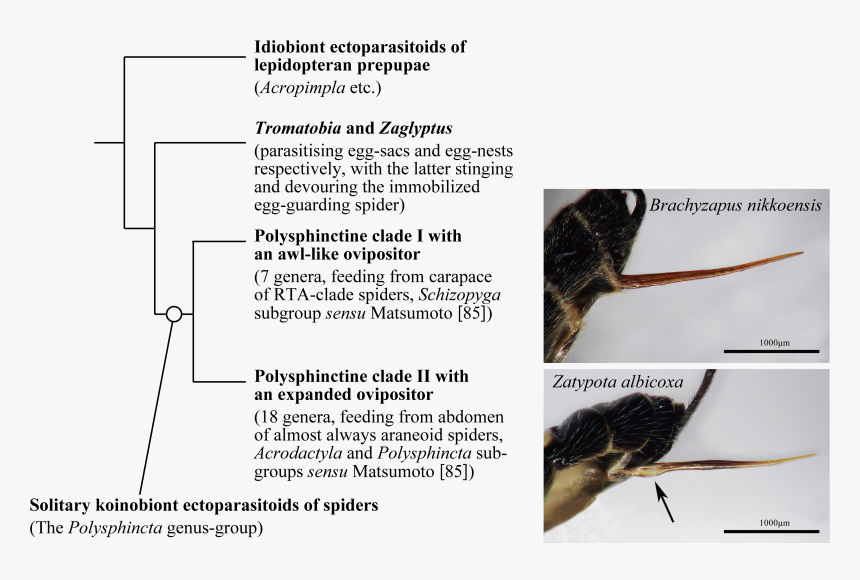 Parasite170127-fig1 Ovipositor Pimplinae - Rat, HD Png Download, Free Download