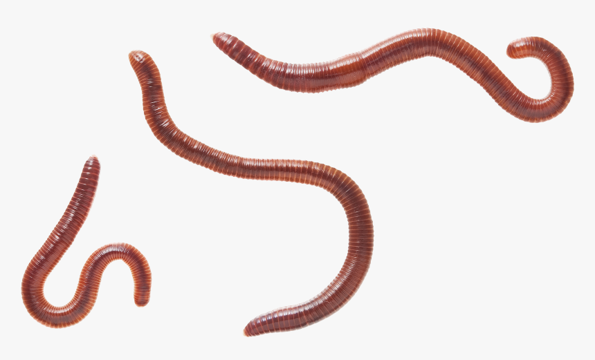 Earthworm Worm Png - Eisenia Fetida, Transparent Png, Free Download