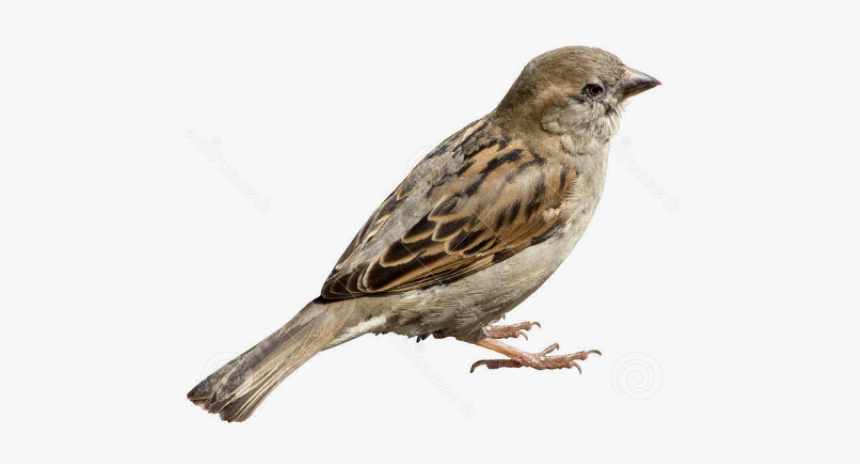 Sparrow Png Transparent Images - Sparrow Png, Png Download, Free Download