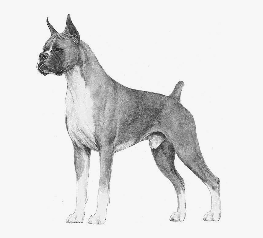 Boxer - Boxer Akc, HD Png Download, Free Download