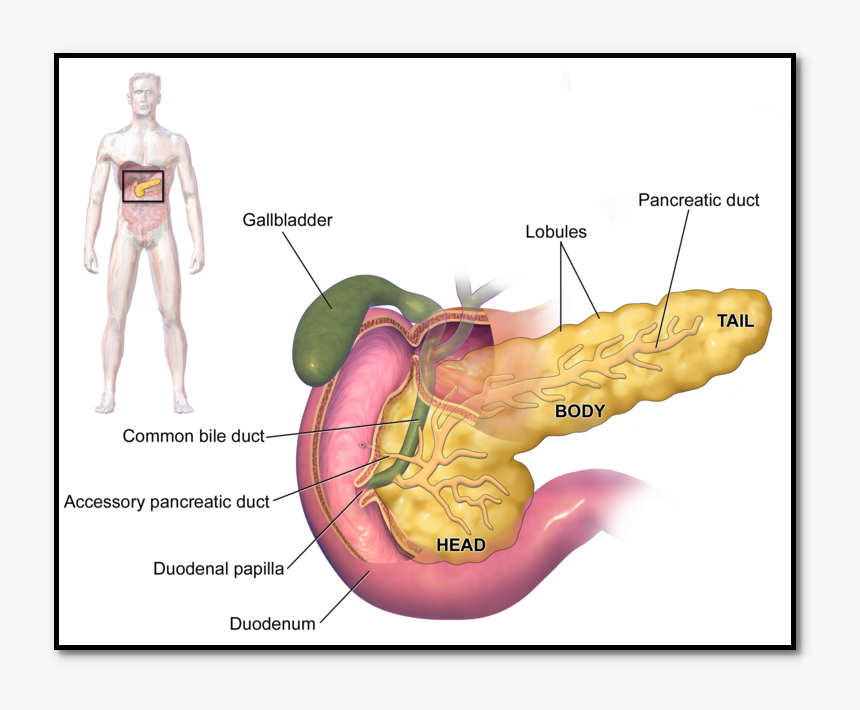 Bile Salt Diarrhea, HD Png Download, Free Download