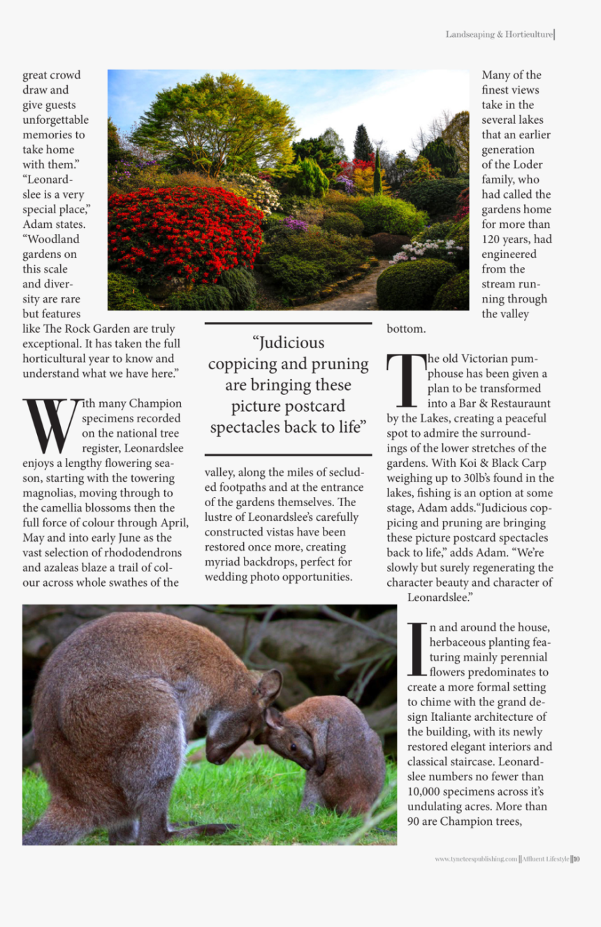 Landscaping Horticulture Landscaping Horticulture Great - Kangaroo, HD Png Download, Free Download