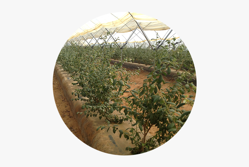 Iberry1 - Greenhouse, HD Png Download, Free Download