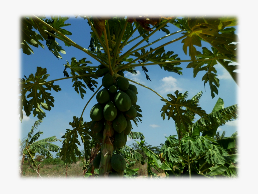 Papaya, HD Png Download, Free Download