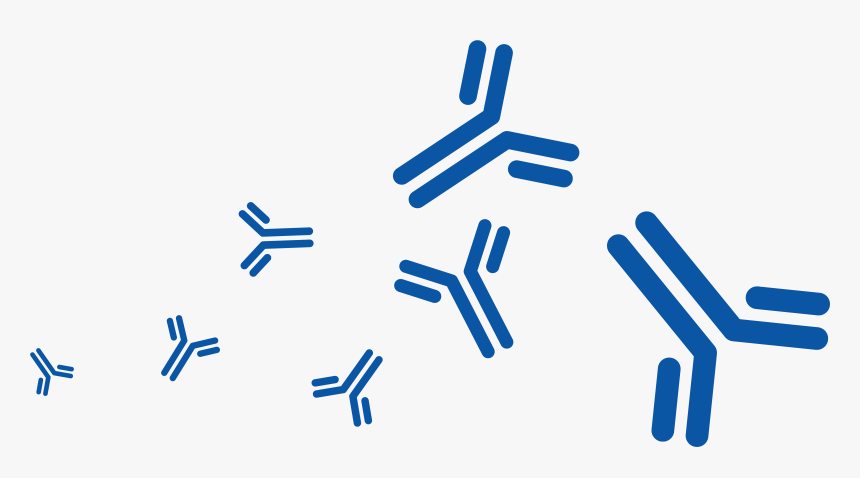 Production, Charact, And Cell Bank - Parallel, HD Png Download, Free Download