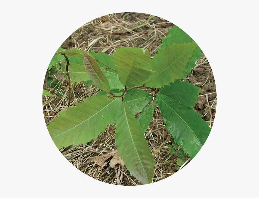 Planting - Scarlet Oak, HD Png Download, Free Download