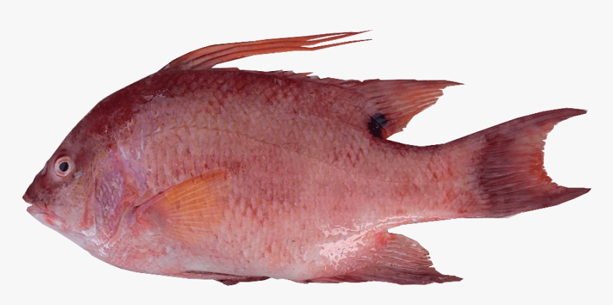 Pargo-gallo - Red Snapper, HD Png Download, Free Download