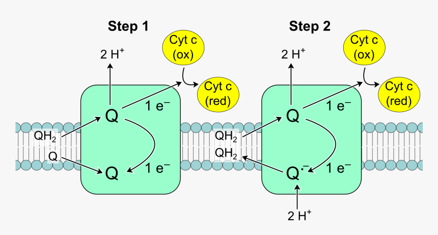 Complex Iii Reaction - Q Cycle In Complex 3, HD Png Download, Free Download