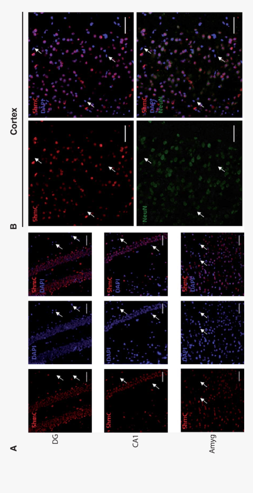 The 5hmc Is Preferentially Localized In Neurons Than - Night, HD Png Download, Free Download