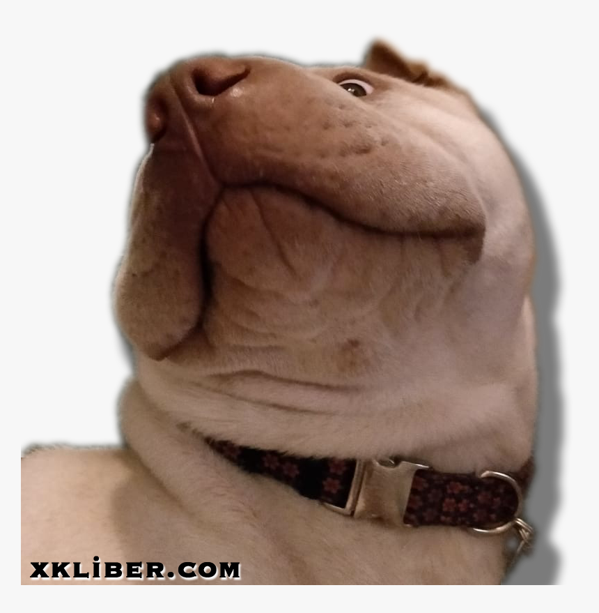 My Little Shar Peï Dog, Milo, In A Funny "wtf - Hippopotamus, HD Png Download, Free Download