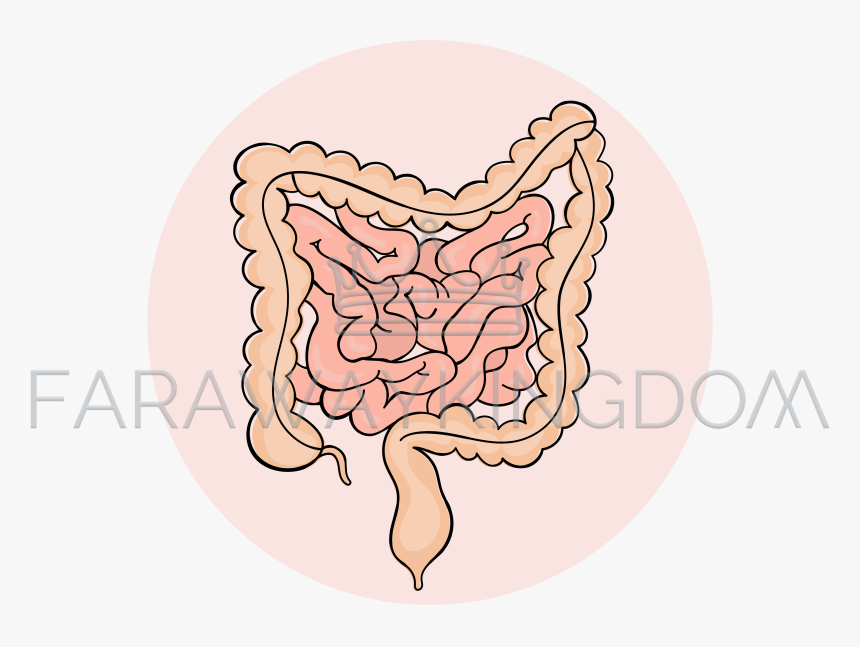 Intestines Png, Transparent Png, Free Download