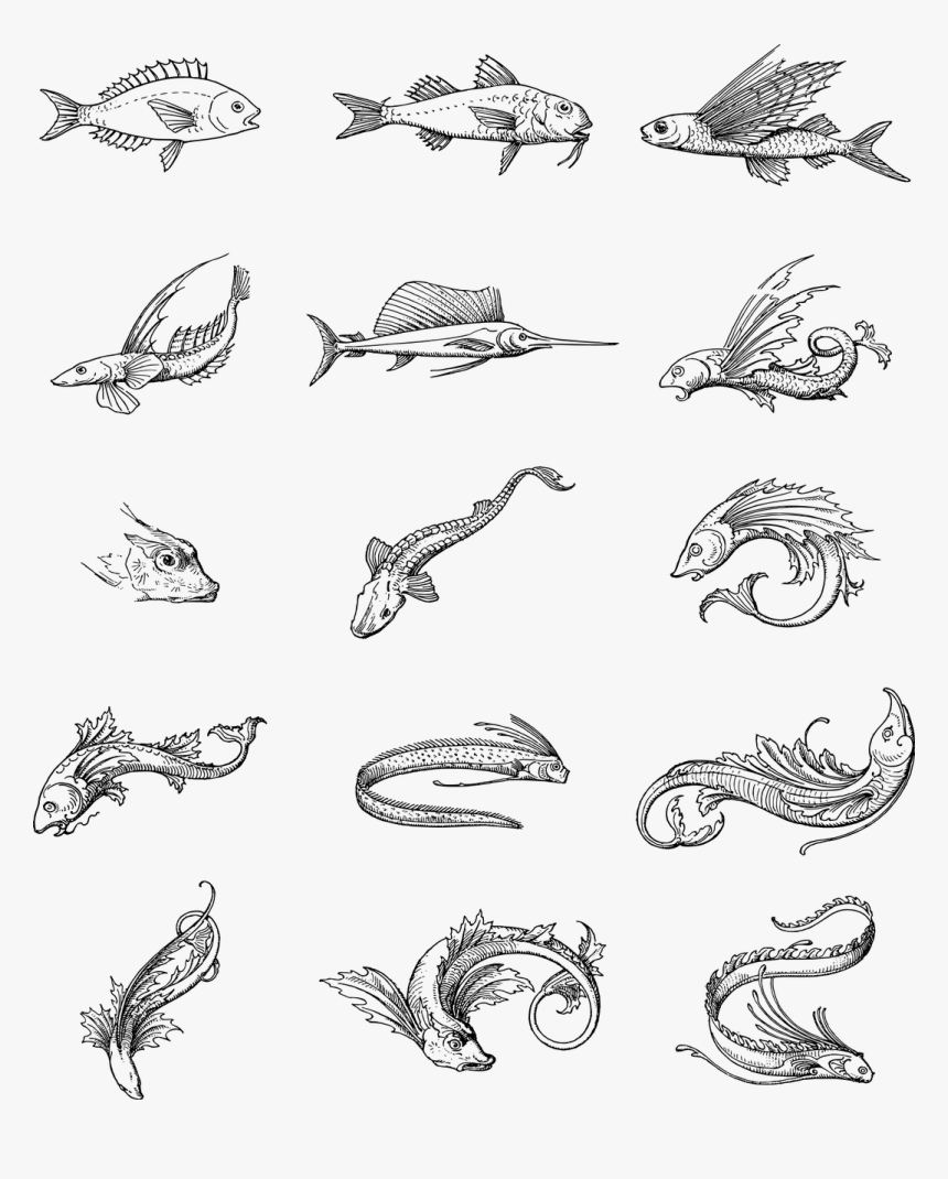 Drawing Of Fish Swimming, HD Png Download, Free Download