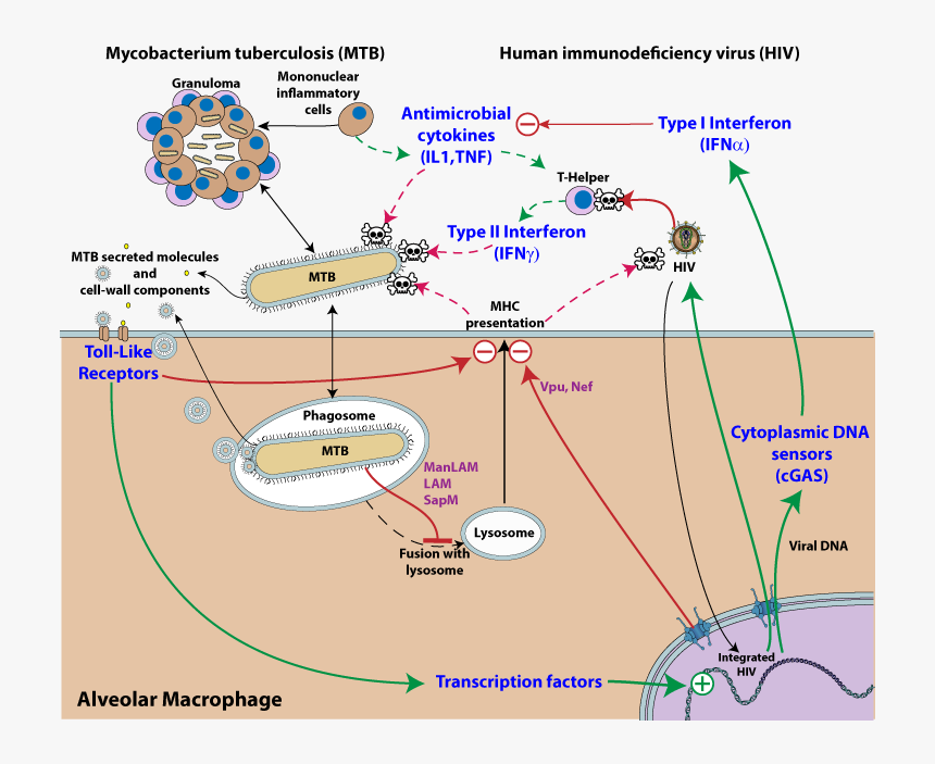 Diagram, HD Png Download, Free Download