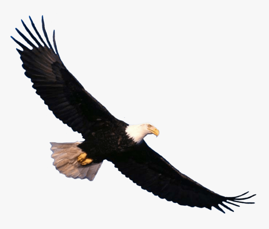 Bald Eagle Flying Png Image - Eagle Flying Transparent Background, Png Download, Free Download