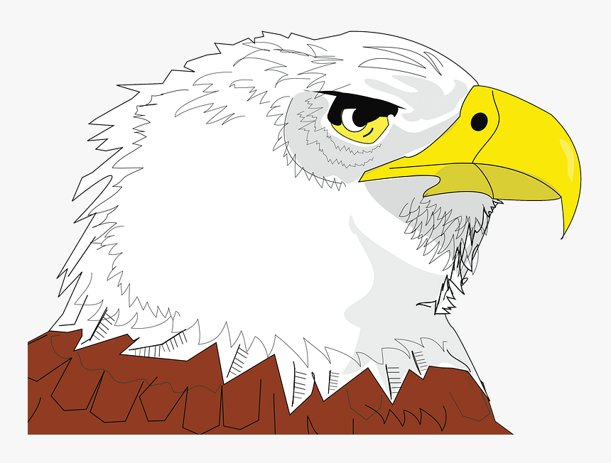 Bald Eagle Face Clipart - Bald Eagle, HD Png Download, Free Download