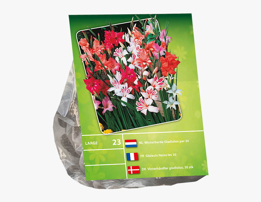 Gladiolus Nanus Per - Bouquet, HD Png Download, Free Download