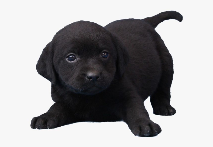 Black Dog Png Free Download - Dog, Transparent Png, Free Download