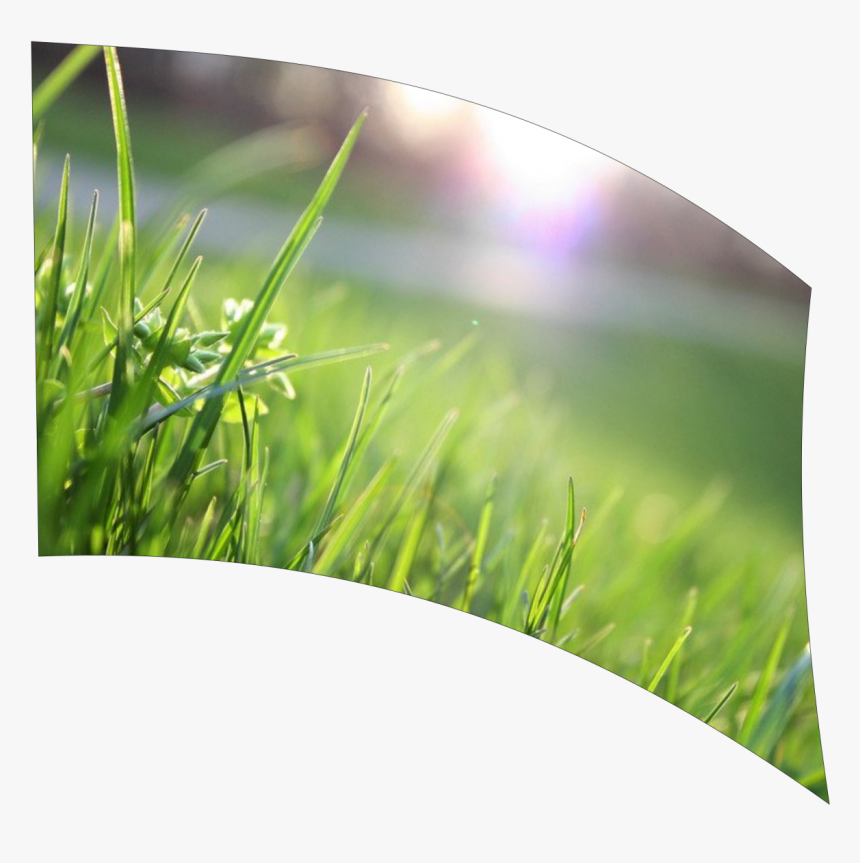 Grass, HD Png Download, Free Download