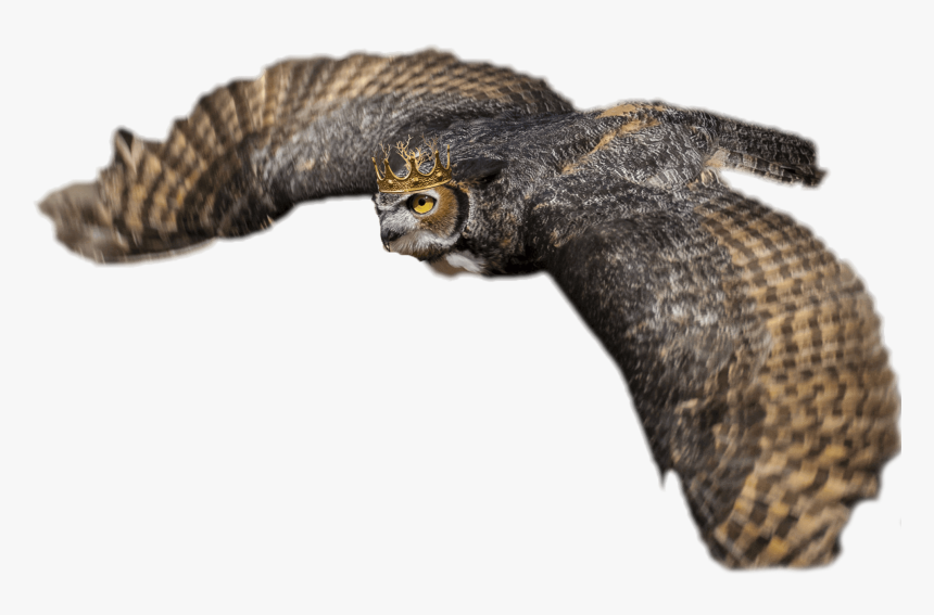 Buzzard, HD Png Download, Free Download