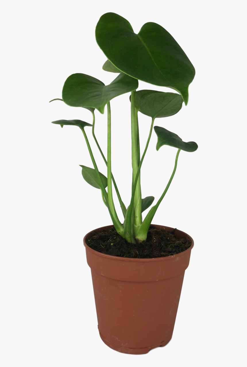 Monstera Del - Houseplant, HD Png Download, Free Download