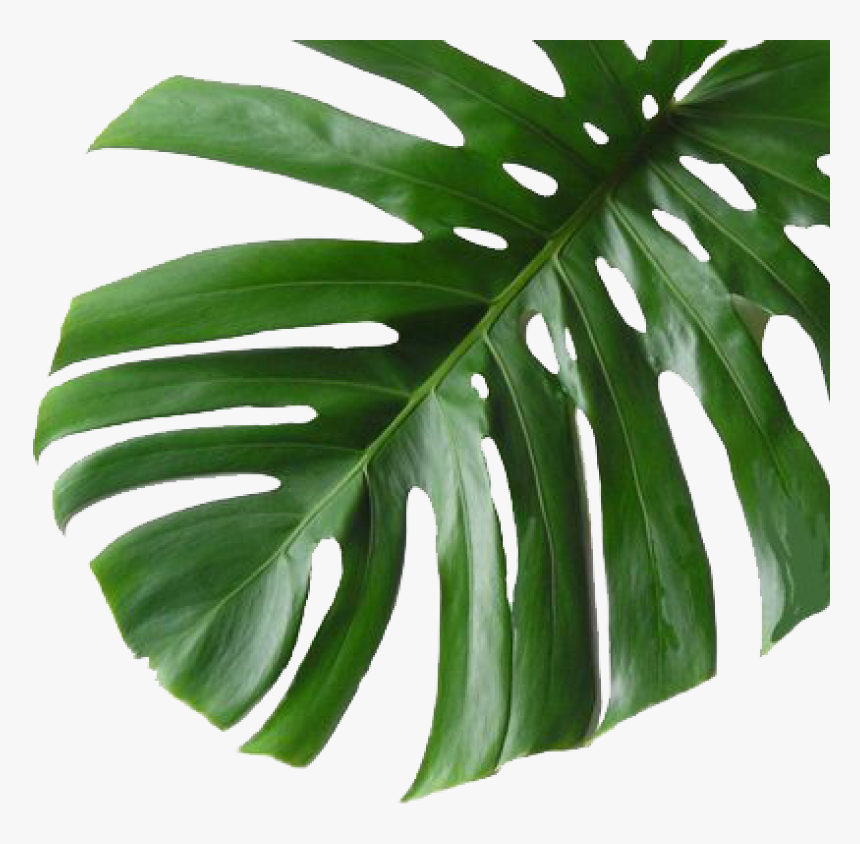 Pinecone Leaf - Palm Tropical Leaf Png, Transparent Png, Free Download