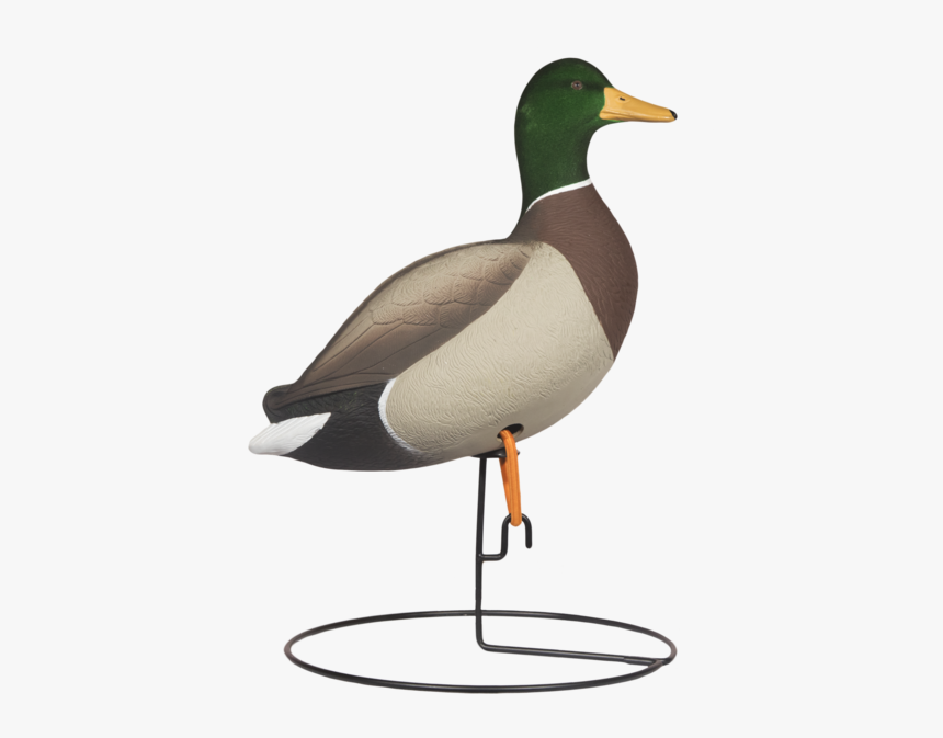 Mallard, HD Png Download, Free Download