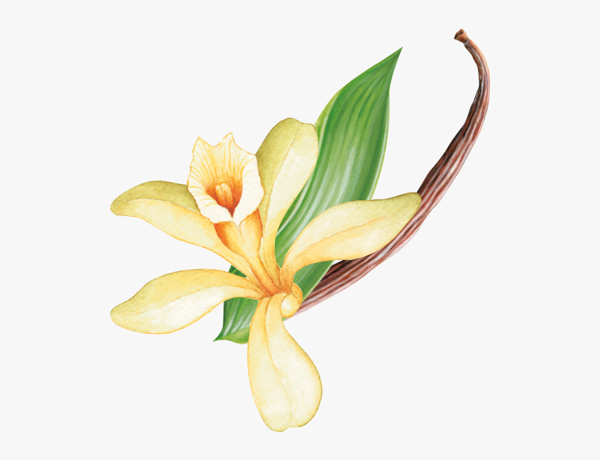 Kaffee Grafik - Lily, HD Png Download, Free Download