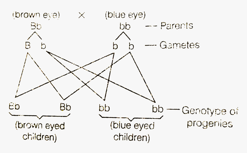 Diagram, HD Png Download, Free Download