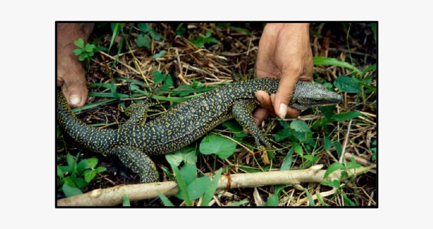 Varanus Lirungensis, HD Png Download, Free Download