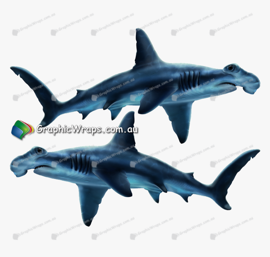 Hammerhead Shark , Png Download - Requiem Shark, Transparent Png, Free Download