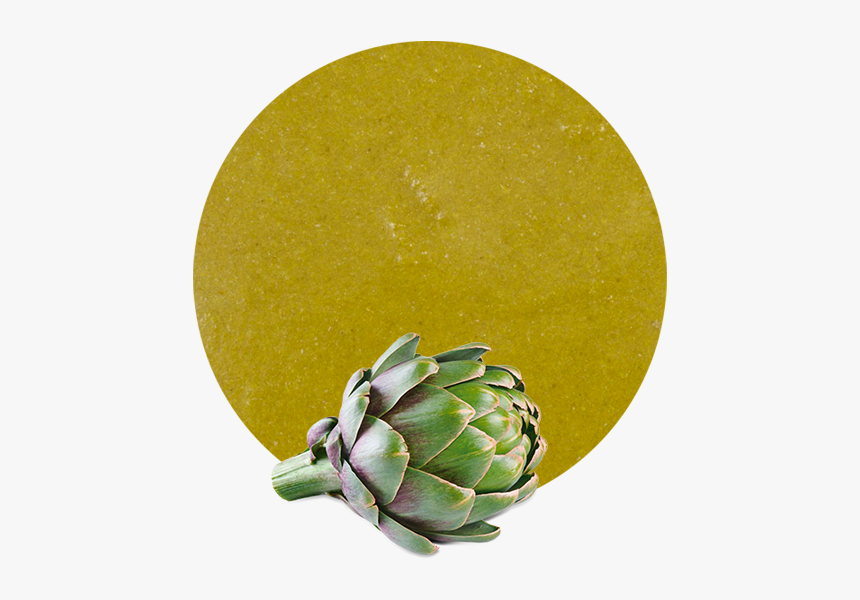 Artichoke, HD Png Download, Free Download