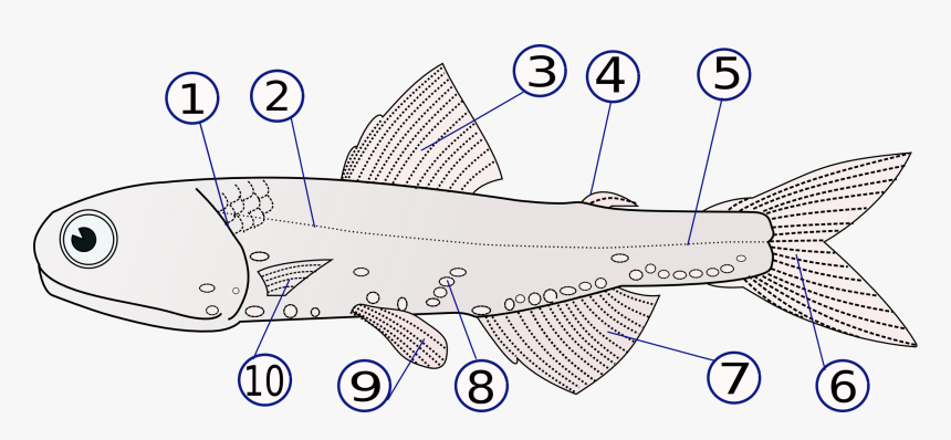 Zebrafish Anatomy, HD Png Download, Free Download