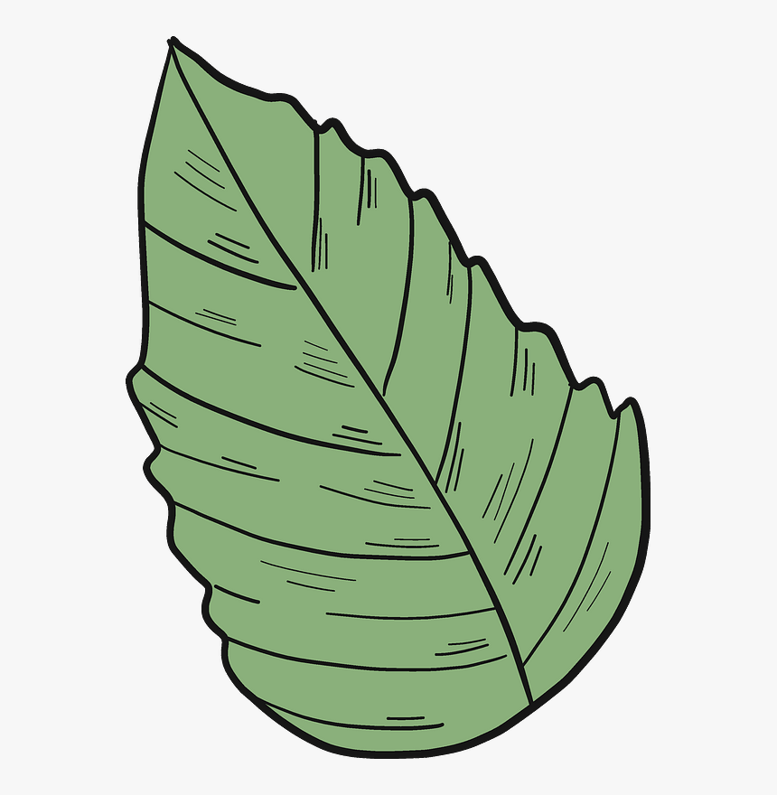 Hibiscus Leaf Clipart, HD Png Download, Free Download