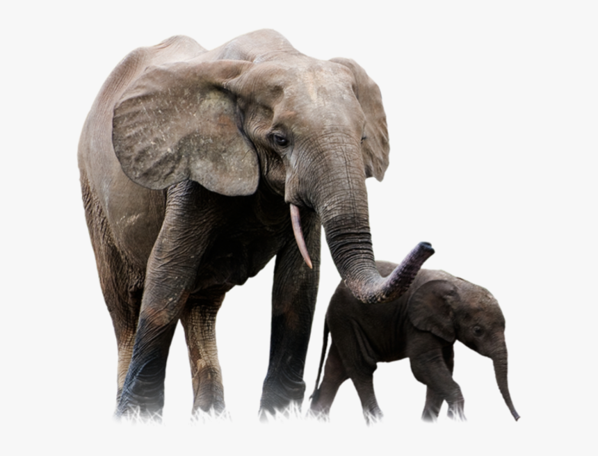 Transparent Background Elephant Png, Png Download, Free Download