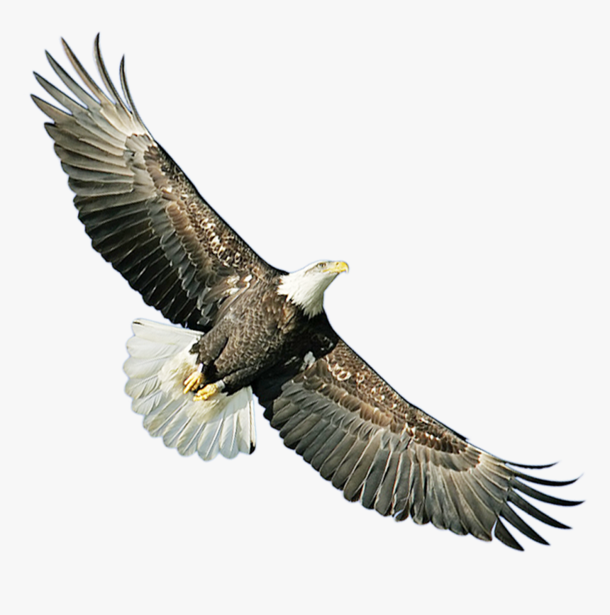 Bald Eagle Hawk Icon - Hawk Icon, HD Png Download, Free Download