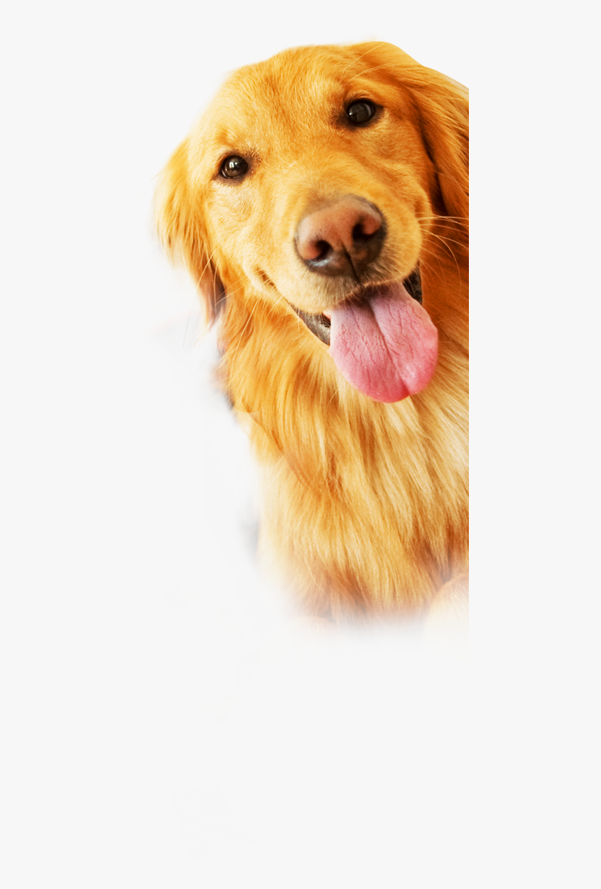 Rescue Dogs Png , Png Download - Tiendas De Mascotas Pasto, Transparent Png, Free Download