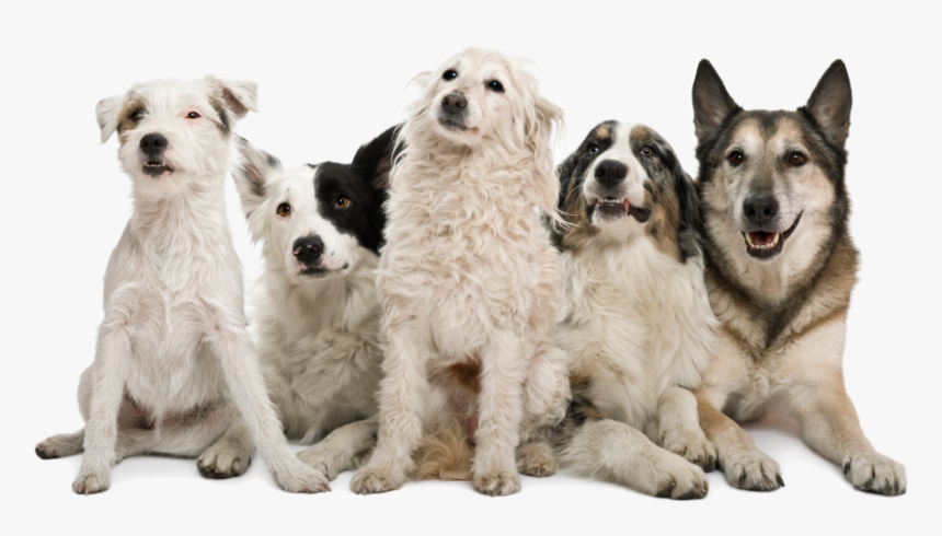 Happy Dogs Png Image - Pack Of Dogs Png, Transparent Png, Free Download