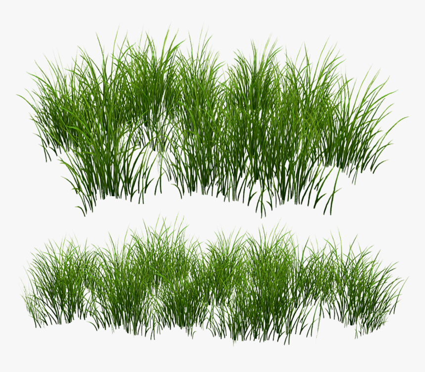 Grass Patch Png, Transparent Png, Free Download