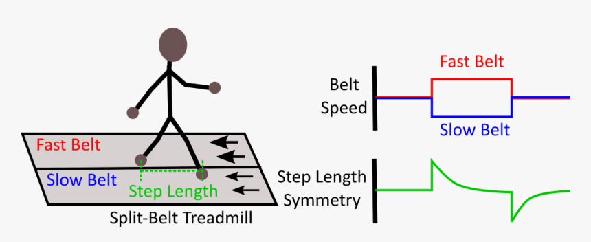 Split Belt Adaptation - Split Belt Treadmill Training, HD Png Download, Free Download