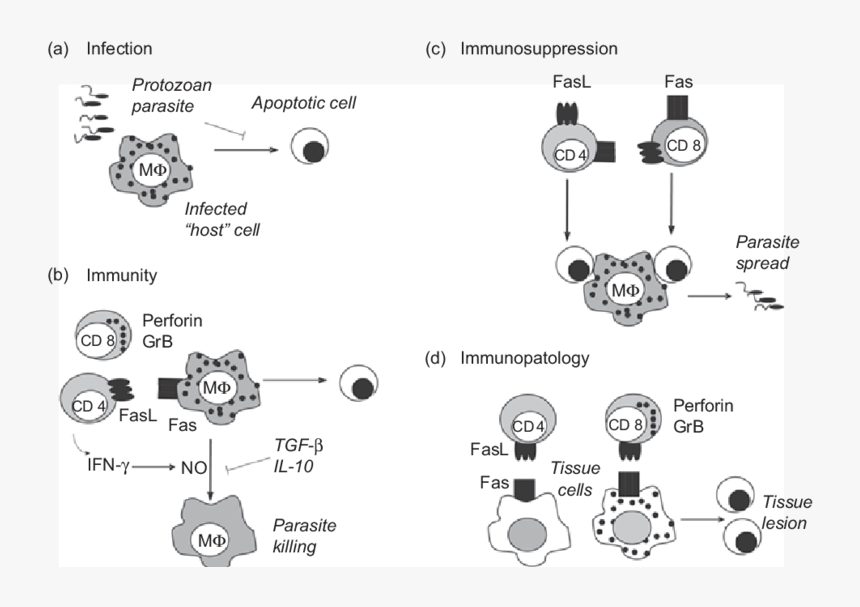 Protozoan Apoptosis, HD Png Download, Free Download