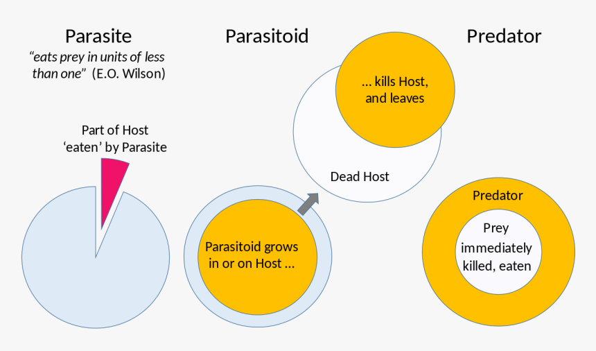 Predator Vs Parasite Vs Parasitoid, HD Png Download, Free Download